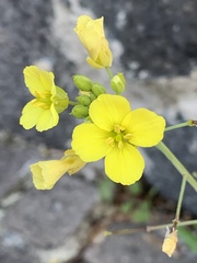 Diplotaxis tenuifolia