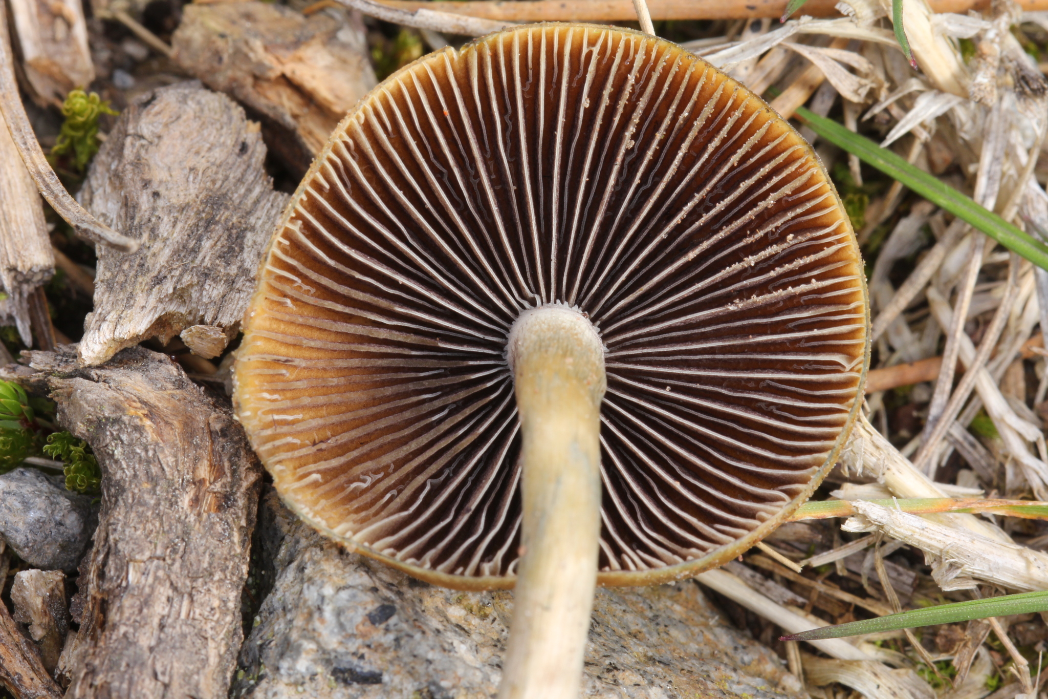 Psilocybe aztecorum image