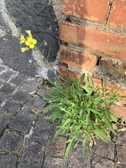 Diplotaxis tenuifolia