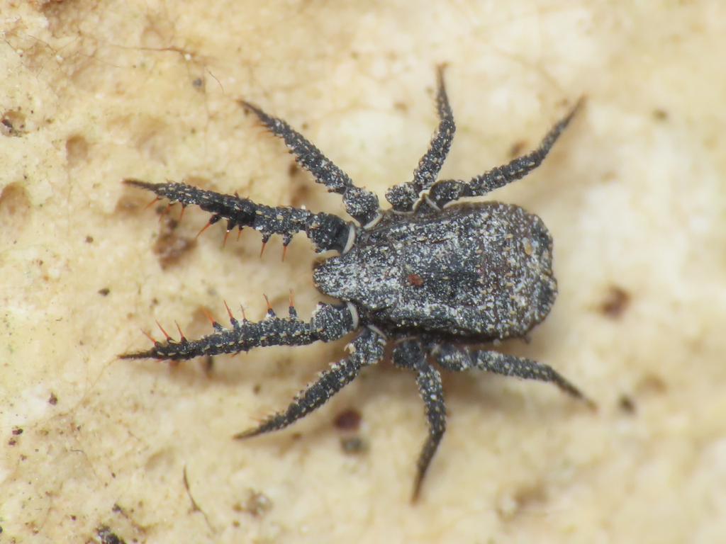 Caculo Insect Caeculus from Province of L'Aquila, Italy on September 17, 2025 at 11: ...