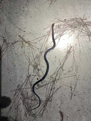Pope's Keelback