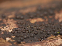 Rosellinia corticium