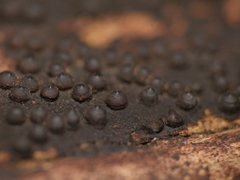 Rosellinia corticium