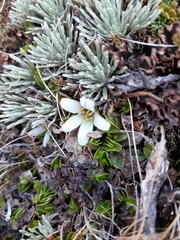 Caltha obtusa