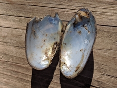 Unionoidea