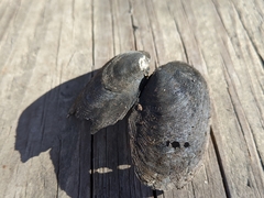 Unionoidea