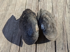 Unionoidea
