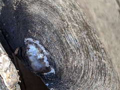 Unionoidea