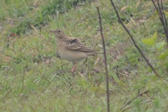 Anthus godlewskii