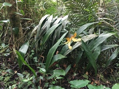 Aspidistra
