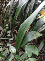 Aspidistra