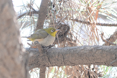 Zosterops erythropleurus