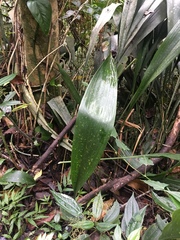 Aspidistra