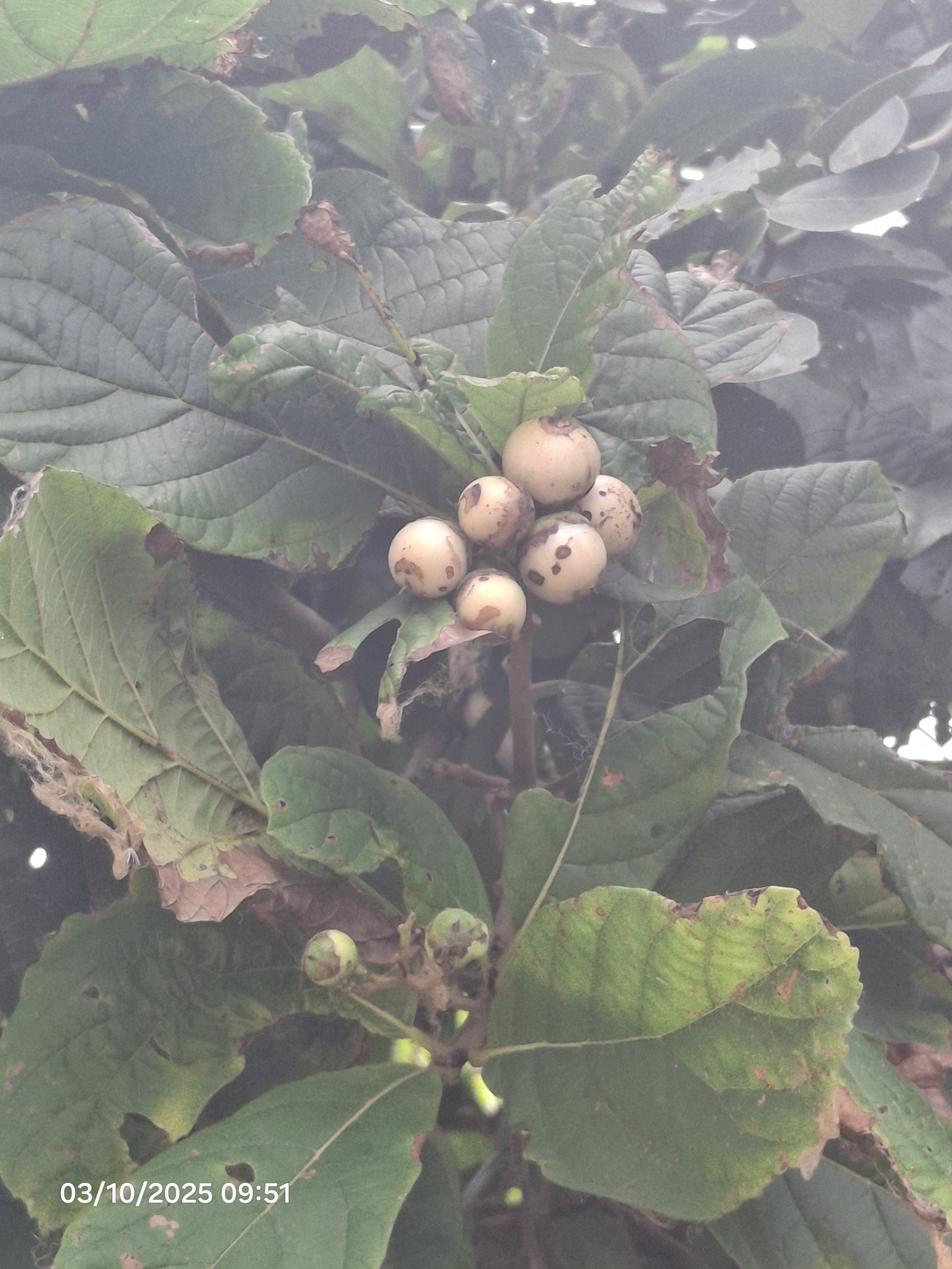 Cordia superba