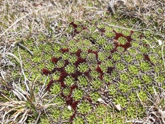 Hectorella caespitosa