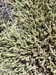 Kelleria dieffenbachii