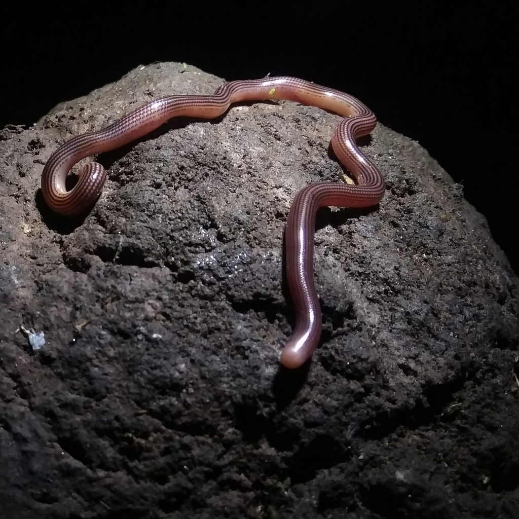 Striped Blind Snake