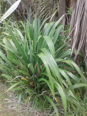 Phormium cookianum hookeri