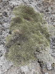 Kelleria dieffenbachii