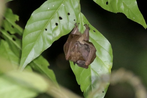 Macroglossus minimus