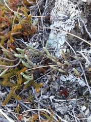 Kelleria villosa