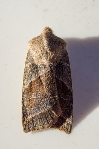 Lost Sallow photo 5