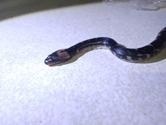 Homalopsis buccata