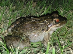 Leptodactylus latrans