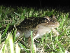 Leptodactylus latrans
