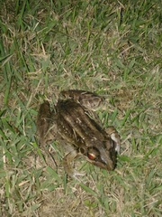 Leptodactylus latrans