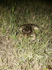 Leptodactylus latrans