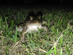 Leptodactylus latrans