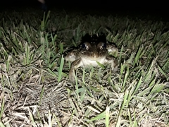 Leptodactylus latrans