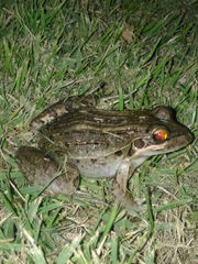 Leptodactylus latrans