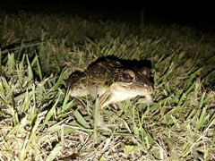 Leptodactylus latrans