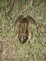 Leptodactylus latrans