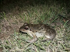 Leptodactylus latrans