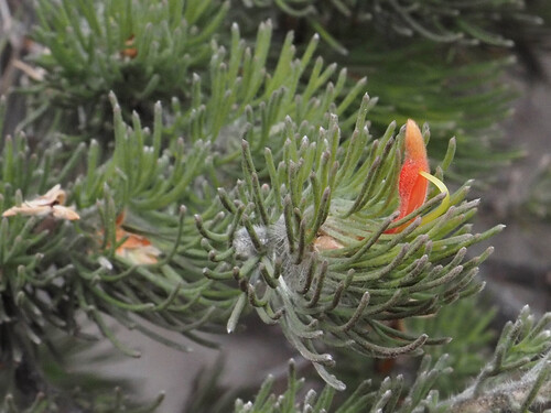 Adenanthos sericeus (Adenanthos sericeus)