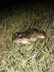 Leptodactylus latrans