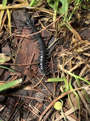 Otostigmus silvestrii