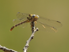Paragomphus madegassus