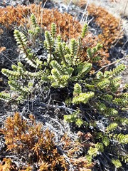 Veronica buchananii