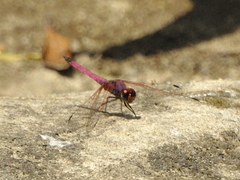 Trithemis persephone