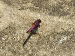 Trithemis persephone