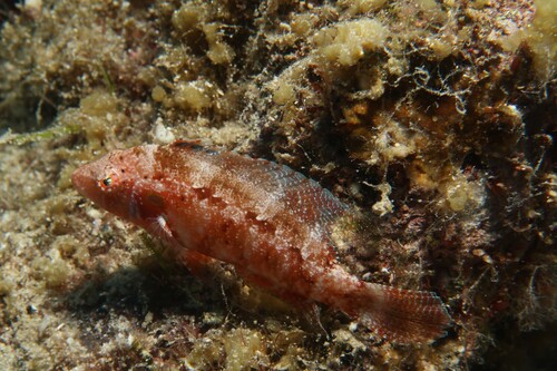 Pteragogus trispilus