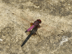 Trithemis persephone