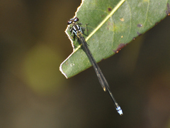 Pseudagrion renaudi