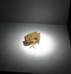 Rhacophorus margaritifer