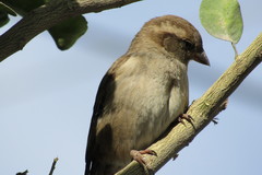 Passer domesticus