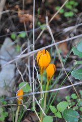 Crocus graveolens